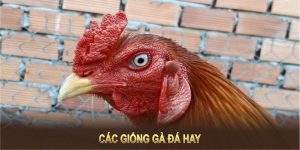 Các Giống Gà Đá Hay Mang Đến Khả Năng Chiến Đấu Cao Cho Bạn