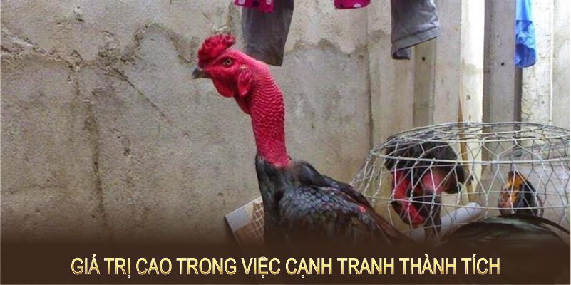 Các giống gà đá hay mang lại giá trị cao trong việc cạnh tranh thành tích