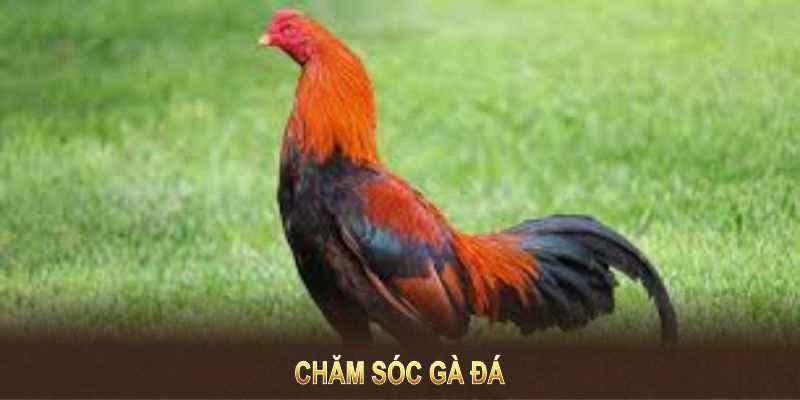 Chăm Sóc Gà Đá Chuẩn Tại VM88 Với Những Kỹ Thuật Nâng Cao