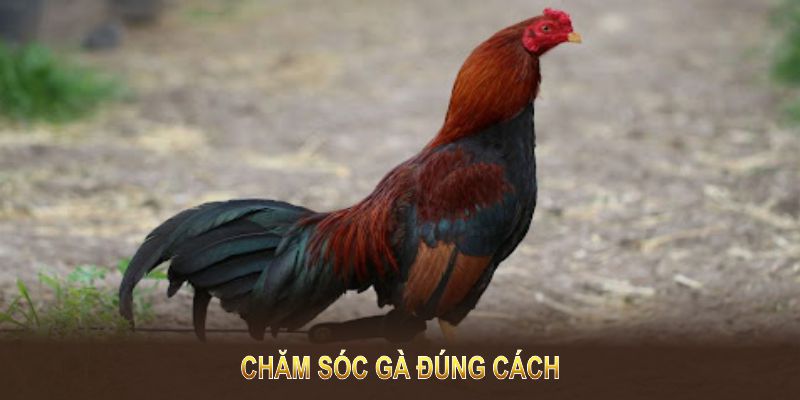 Chăm sóc gà đúng cách đòi hỏi người nuôi quan tâm tỉ mỉ 