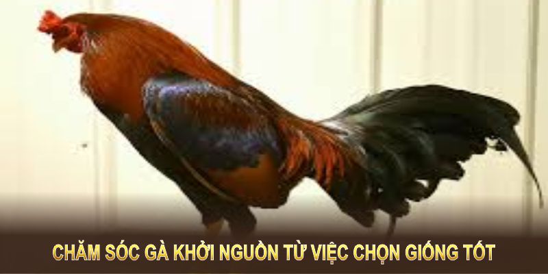 Chăm sóc gà khởi nguồn từ việc chọn giống tốt