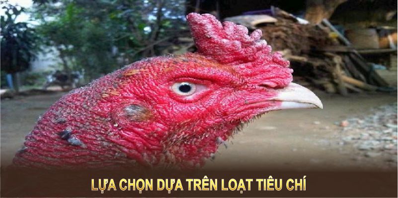 Các giống gà đá hay được lựa chọn dựa trên loạt tiêu chí