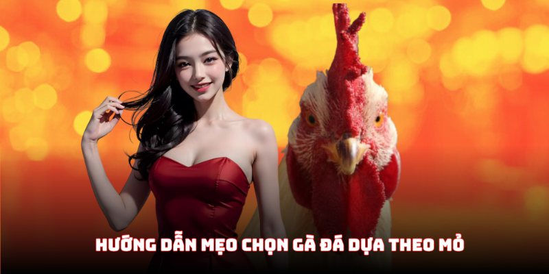 Hướng dẫn mẹo chọn gà đá dựa theo mỏ