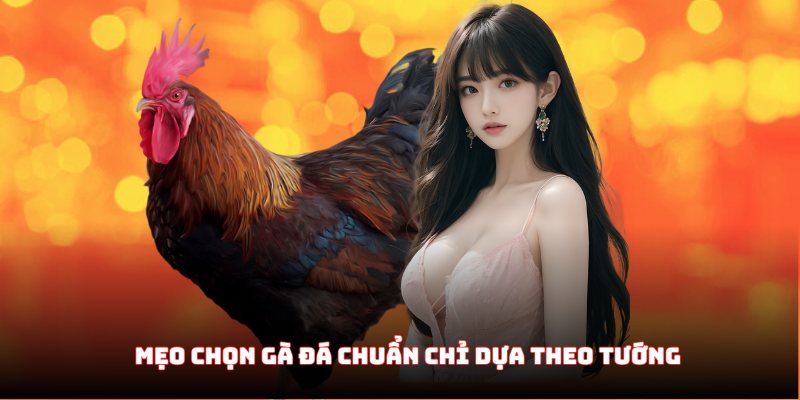 Mẹo chọn gà đá chuẩn chỉ dựa theo tướng