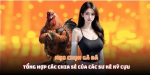 Mẹo chọn gà đá - Tổng hợp các chia sẻ của các sư kê tại VM88