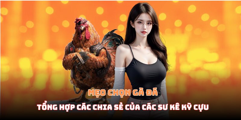 Mẹo chọn gà đá - Tổng hợp các chia sẻ của các sư kê tại VM88