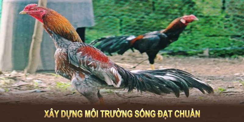 Chăm sóc gà bao gồm việc xây dựng môi trường sống đạt chuẩn